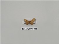 藏品(尺蛾634)的圖片